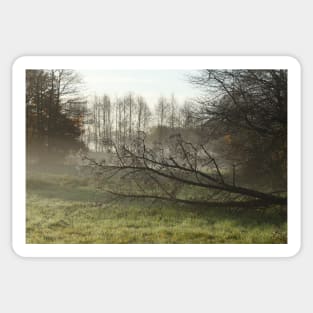 Lake, autumn mood, ground fog, hoarfrost, trees, landscape, Fischerhude, Lower Saxony, Germany Sticker